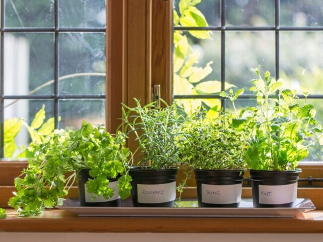 Start an Indoor Herb Garden with Seeds